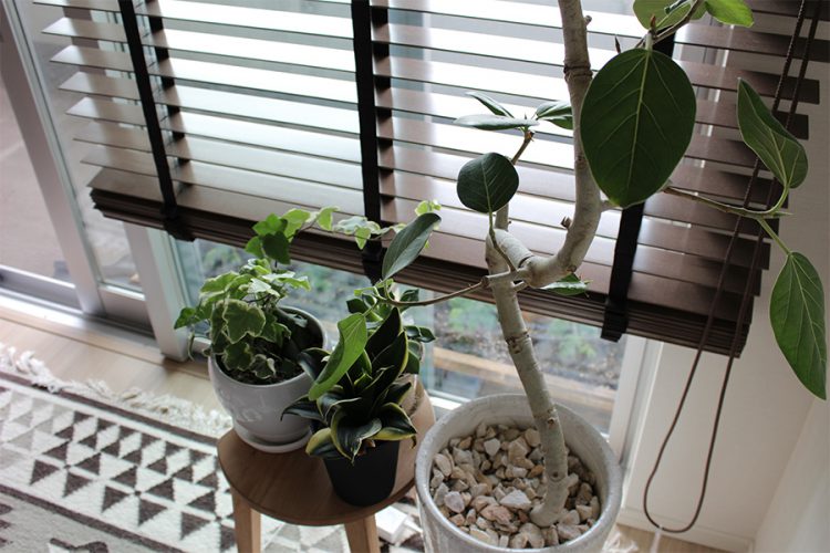 グリーン　観葉植物